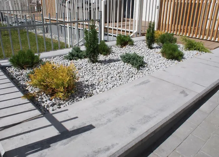 Rose קולובז'ג